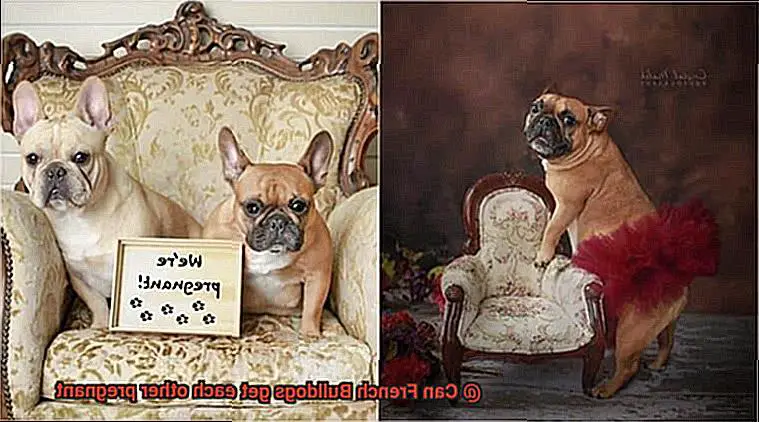 Can French Bulldogs get each other pregnant-4