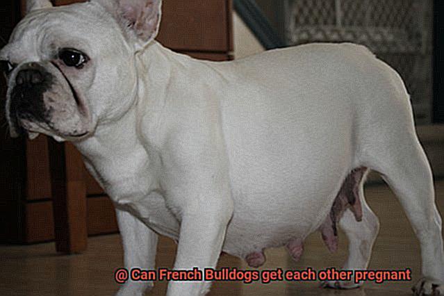 Can French Bulldogs get each other pregnant-6