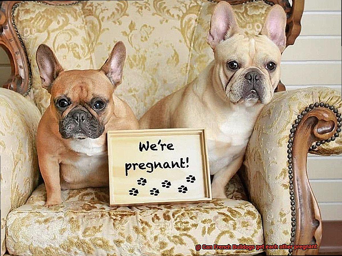 Can French Bulldogs get each other pregnant-7