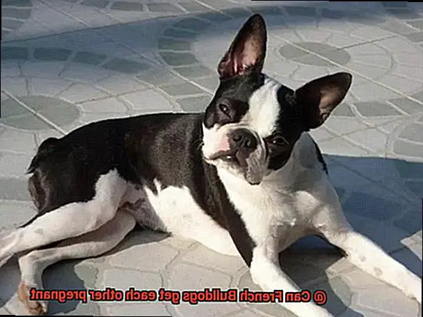 Can French Bulldogs get each other pregnant-2