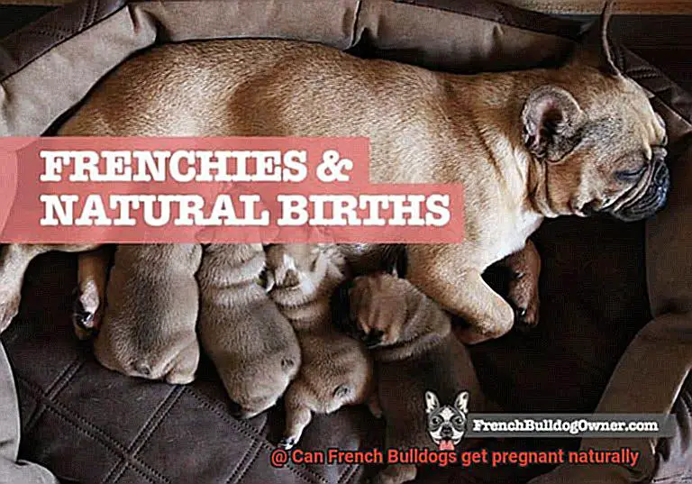 Can French Bulldogs get pregnant naturally-5