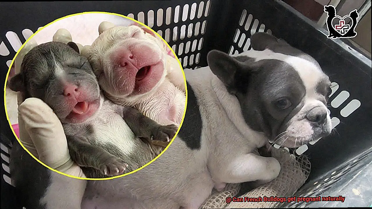 Can French Bulldogs get pregnant naturally-2