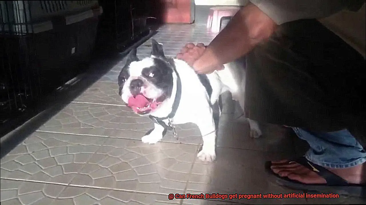 Can French Bulldogs get pregnant without artificial insemination-7