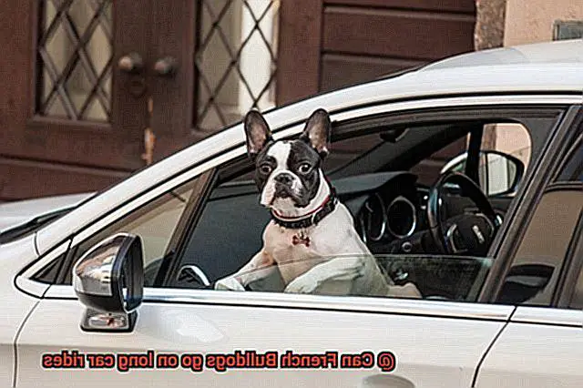 Can French Bulldogs go on long car rides-2