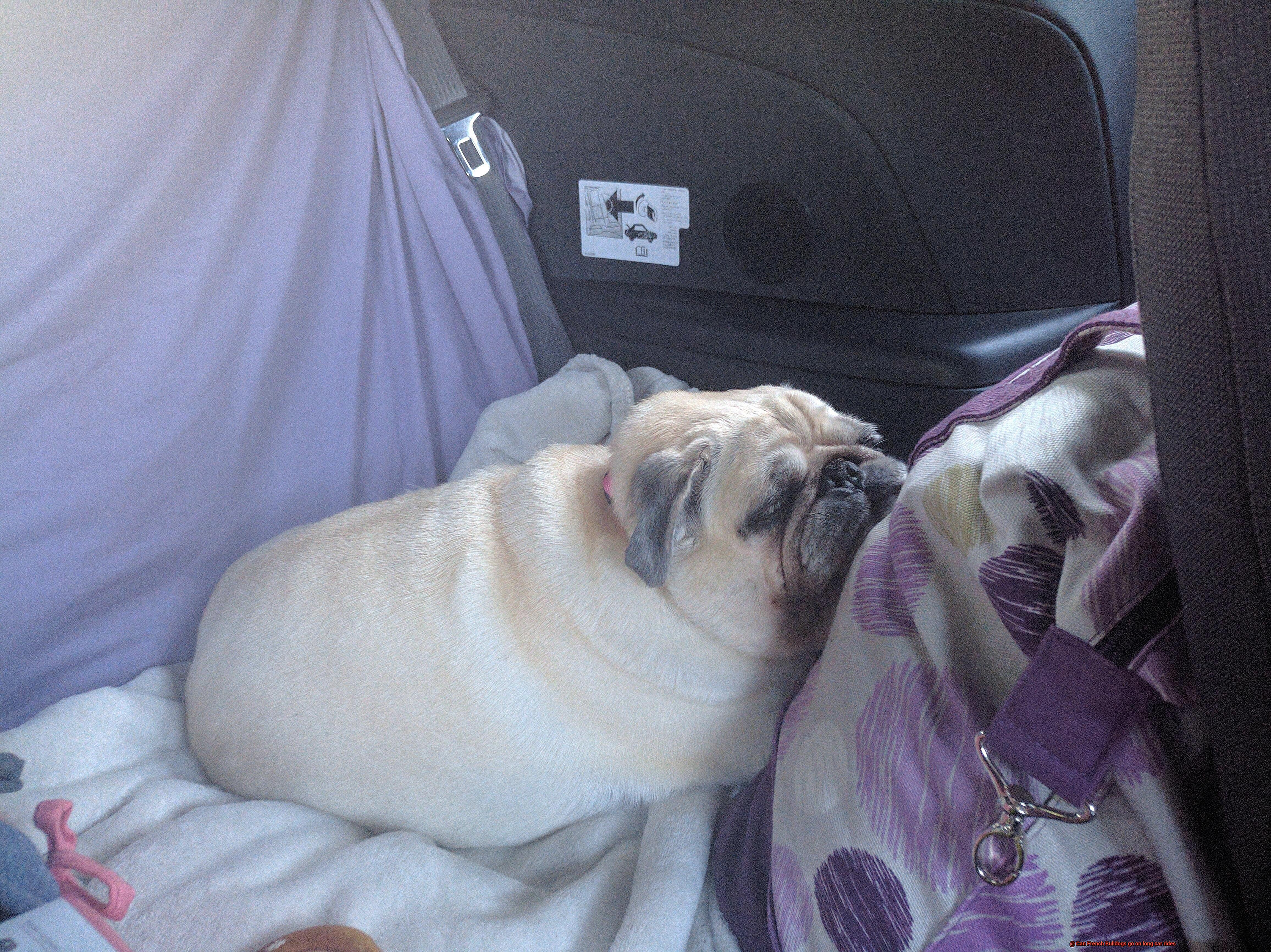 Can French Bulldogs go on long car rides-5