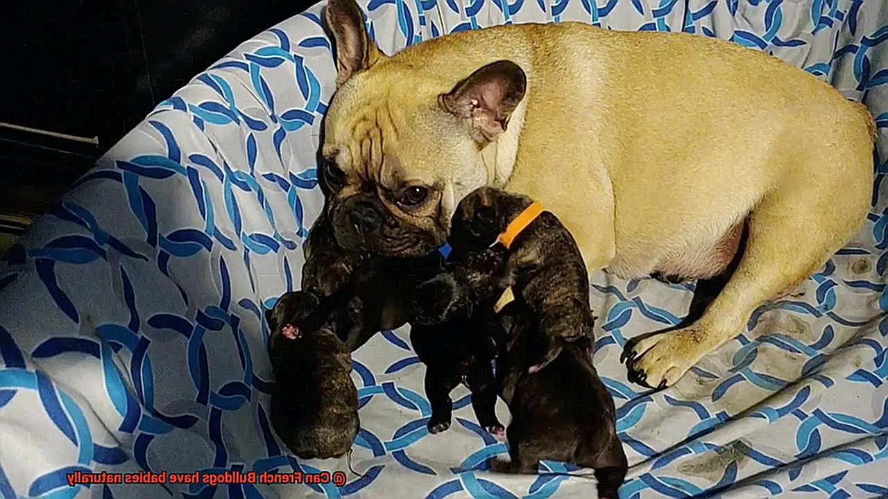 Can French Bulldogs have babies naturally-3