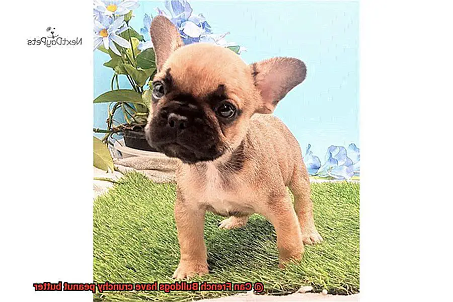 Can French Bulldogs have crunchy peanut butter-2