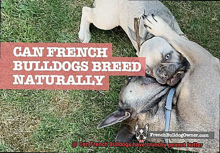 Can French Bulldogs have crunchy peanut butter-5