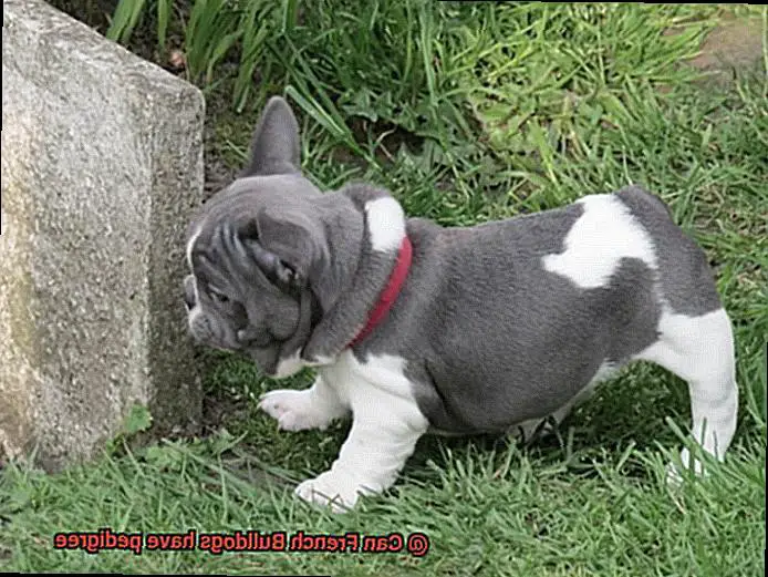 Can French Bulldogs have pedigree-2
