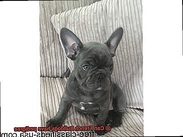 Can French Bulldogs have pedigree-3