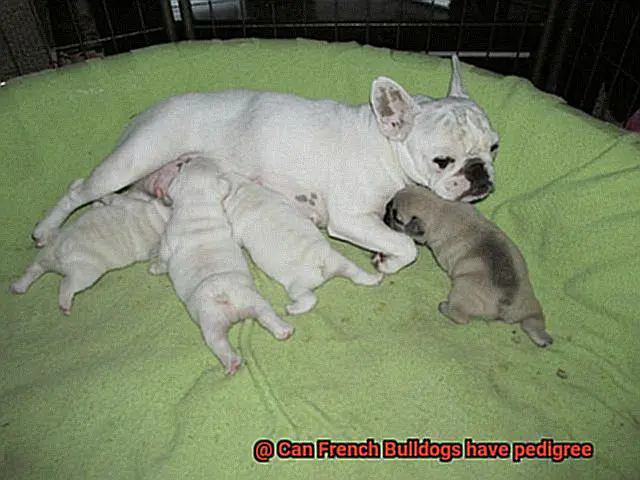 Can French Bulldogs have pedigree-4