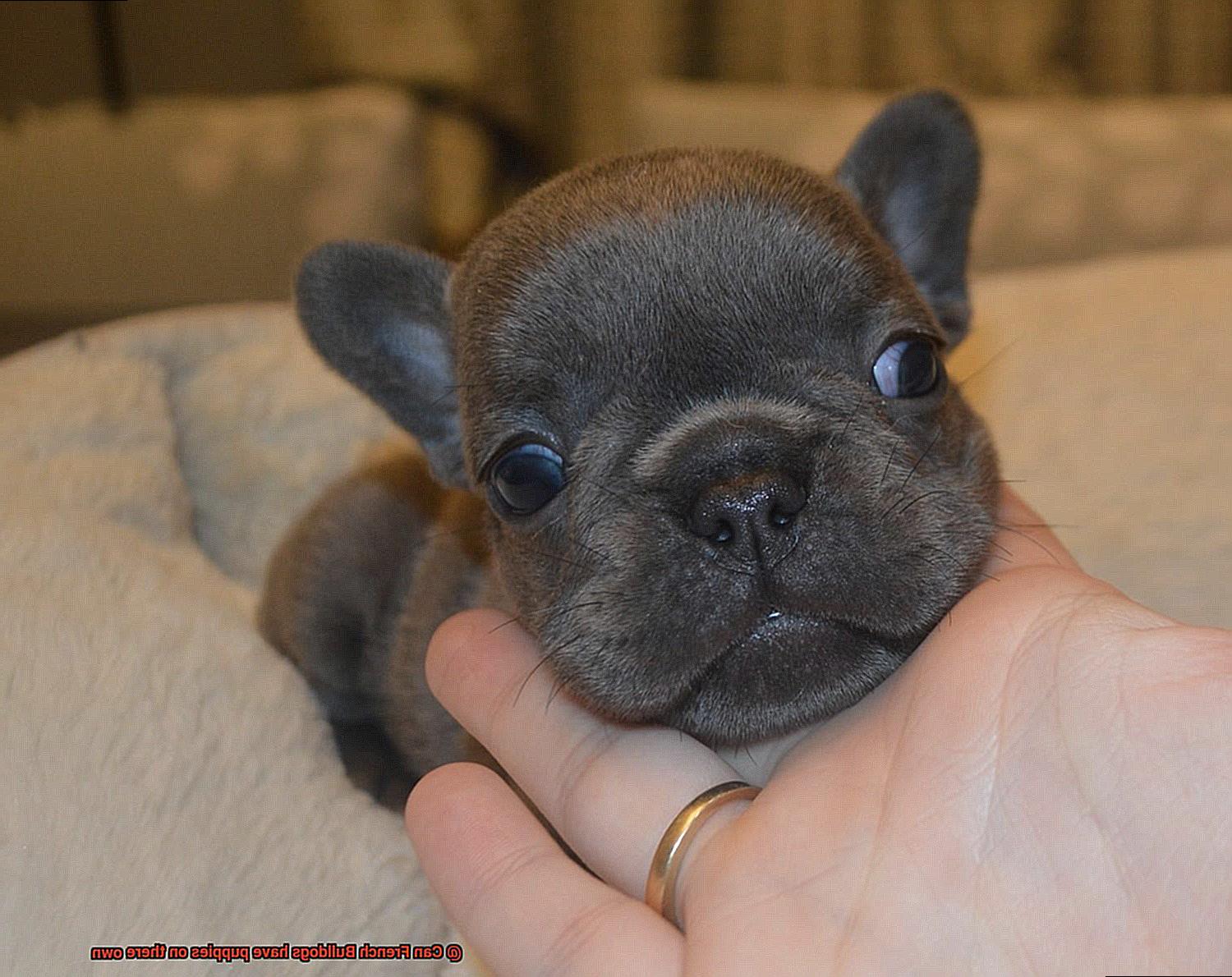 Can French Bulldogs have puppies on there own-2