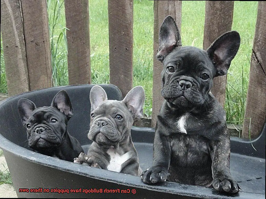 Can French Bulldogs have puppies on there own-3