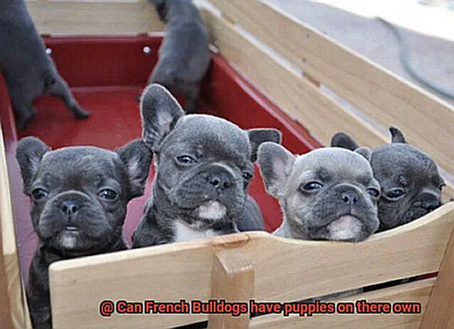 Can French Bulldogs have puppies on there own-6