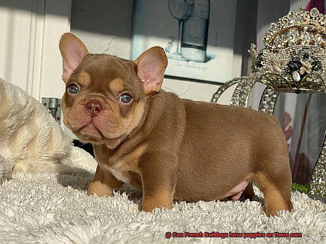 Can French Bulldogs have puppies on there own-4