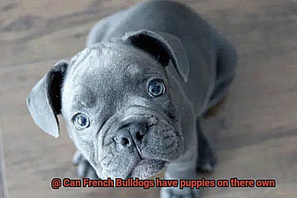 Can French Bulldogs have puppies on there own-5
