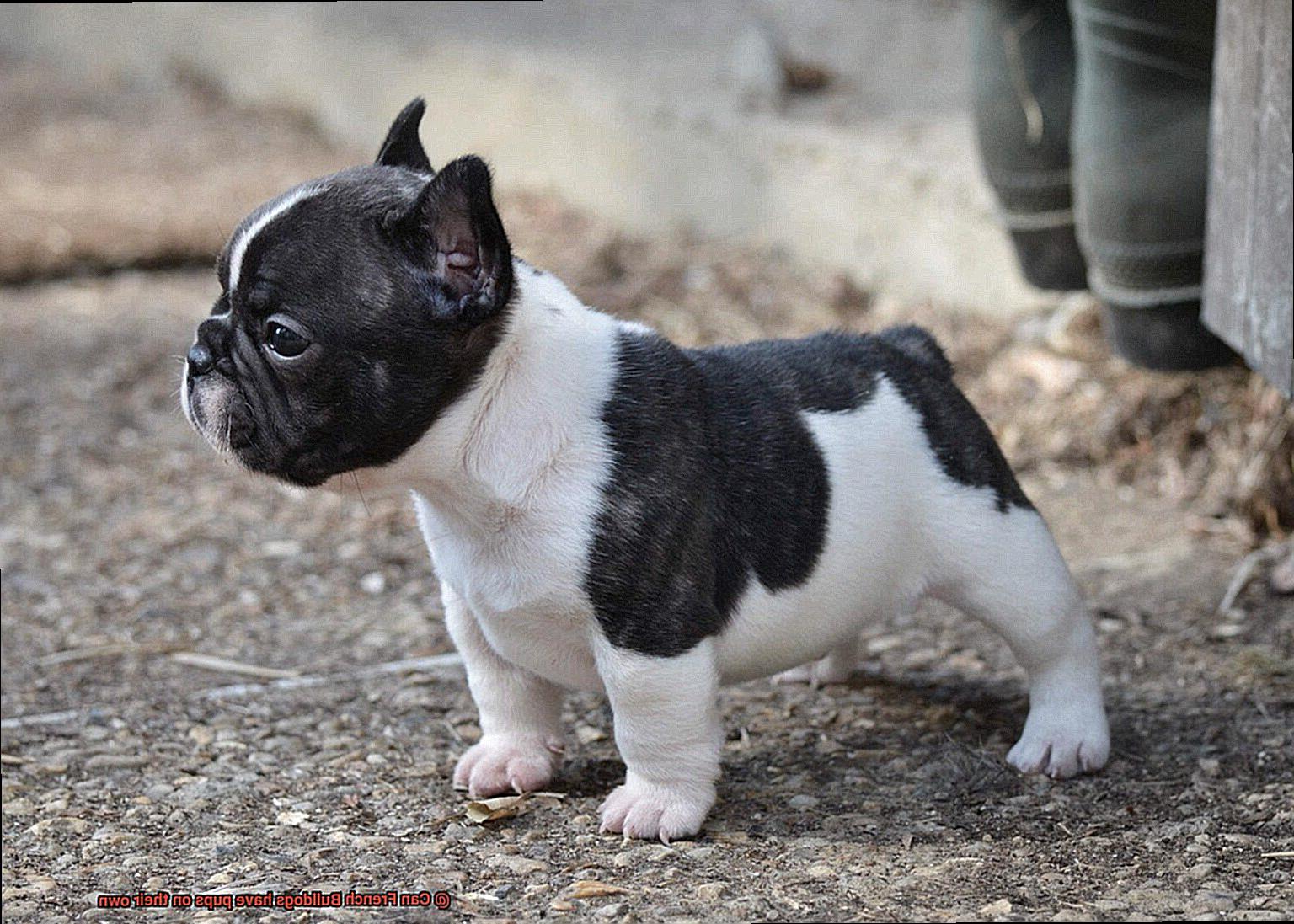 Can French Bulldogs have pups on their own-4
