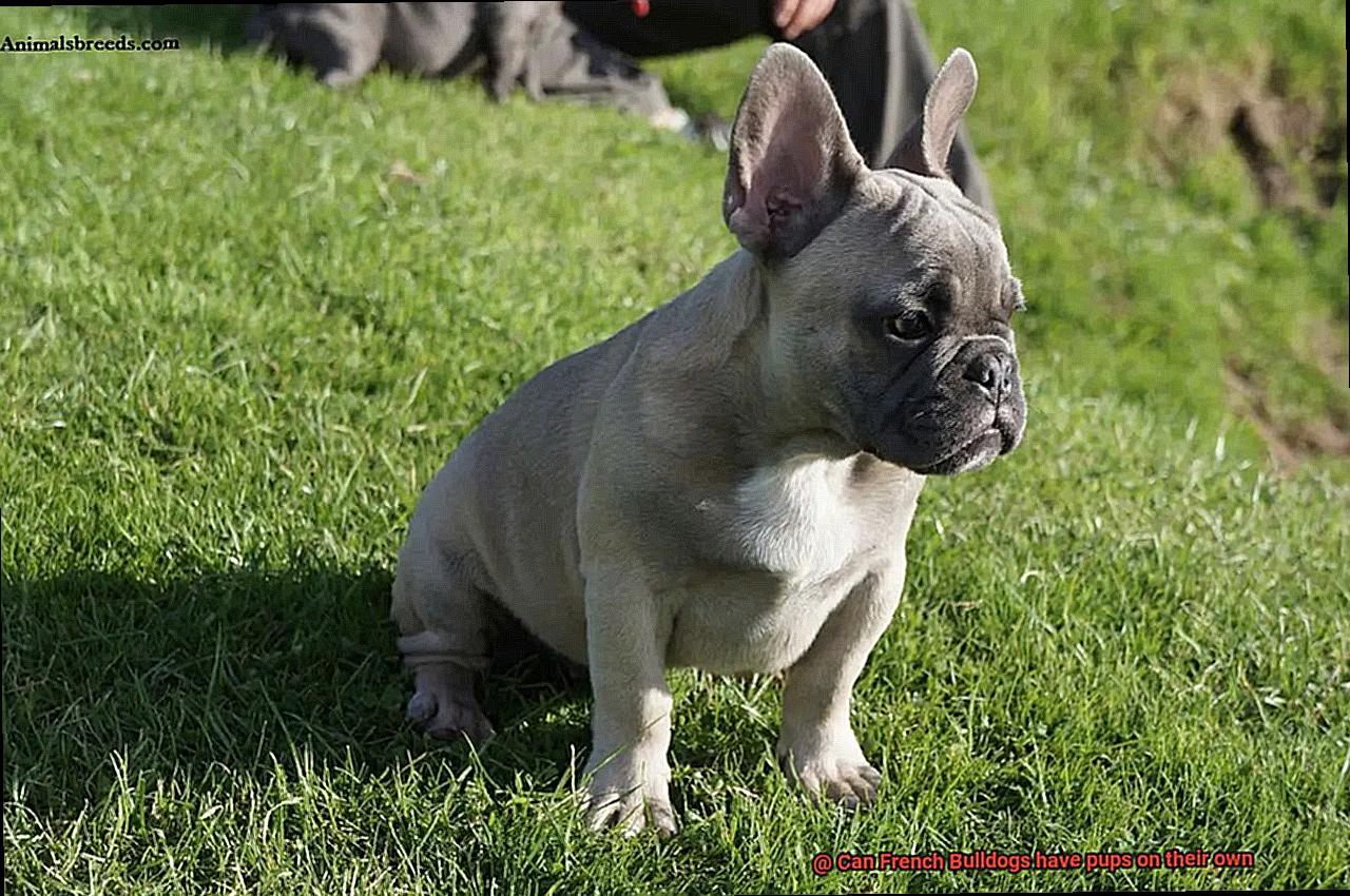Can French Bulldogs have pups on their own-3