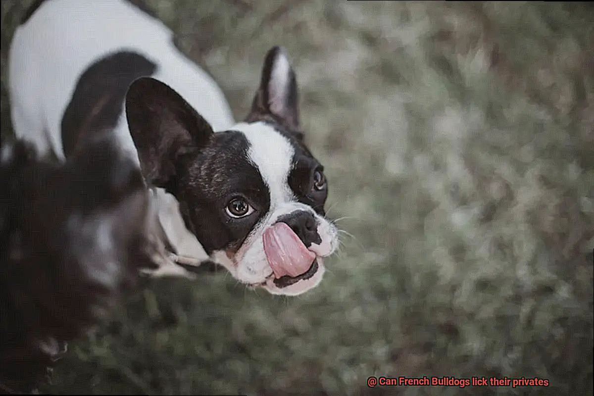Can French Bulldogs lick their privates-2