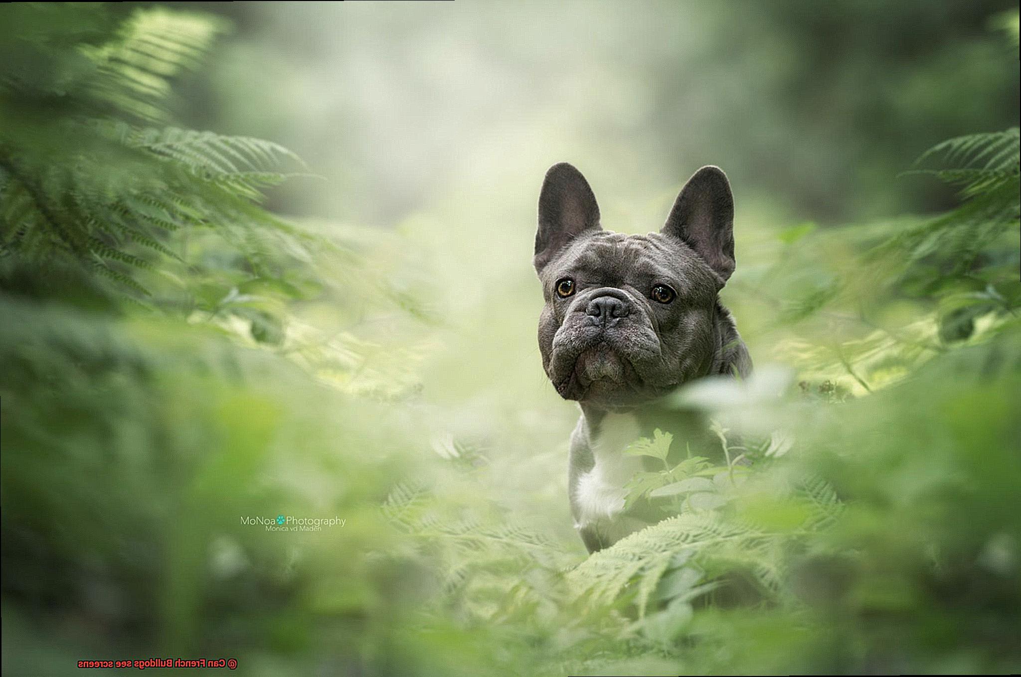 Can French Bulldogs see screens-4