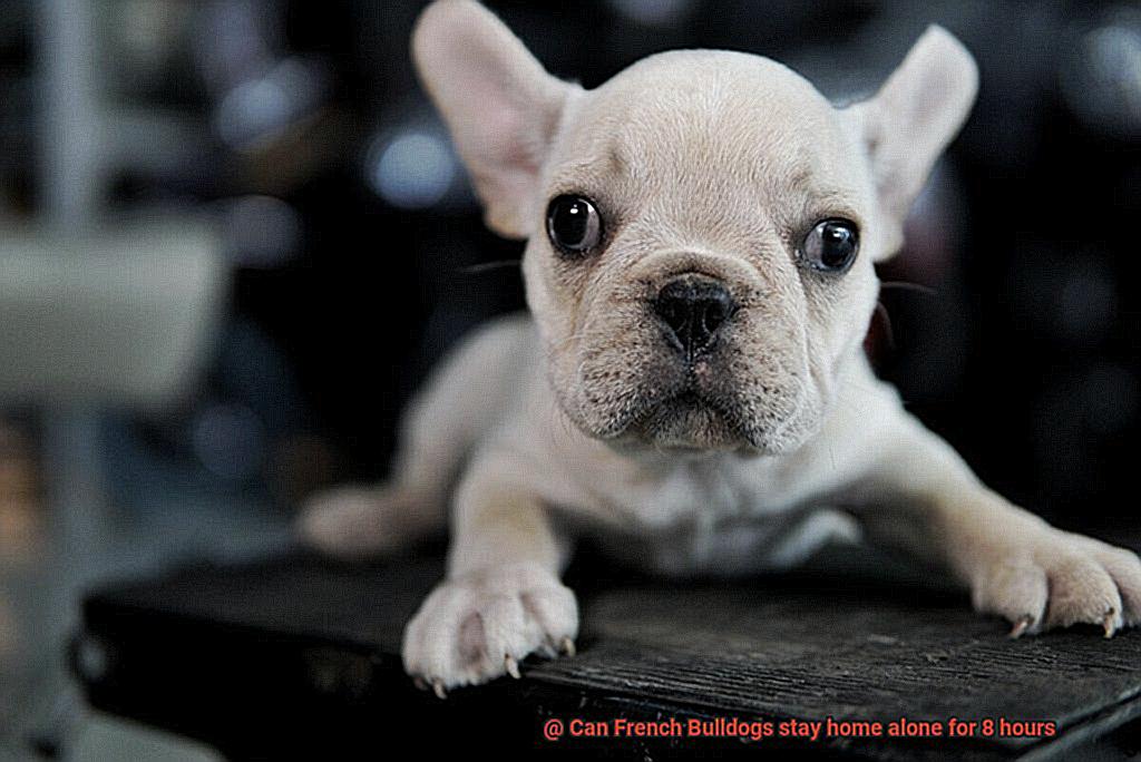 Can French Bulldogs stay home alone for 8 hours-4