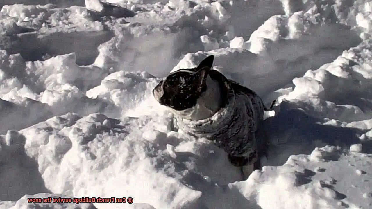Can French Bulldogs survive the snow-3