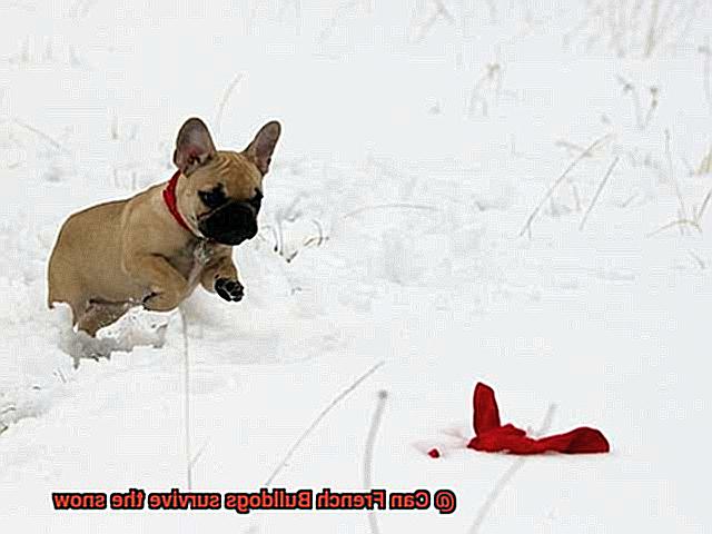 Can French Bulldogs survive the snow-2