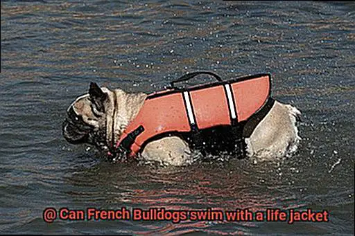 Can French Bulldogs swim with a life jacket-2