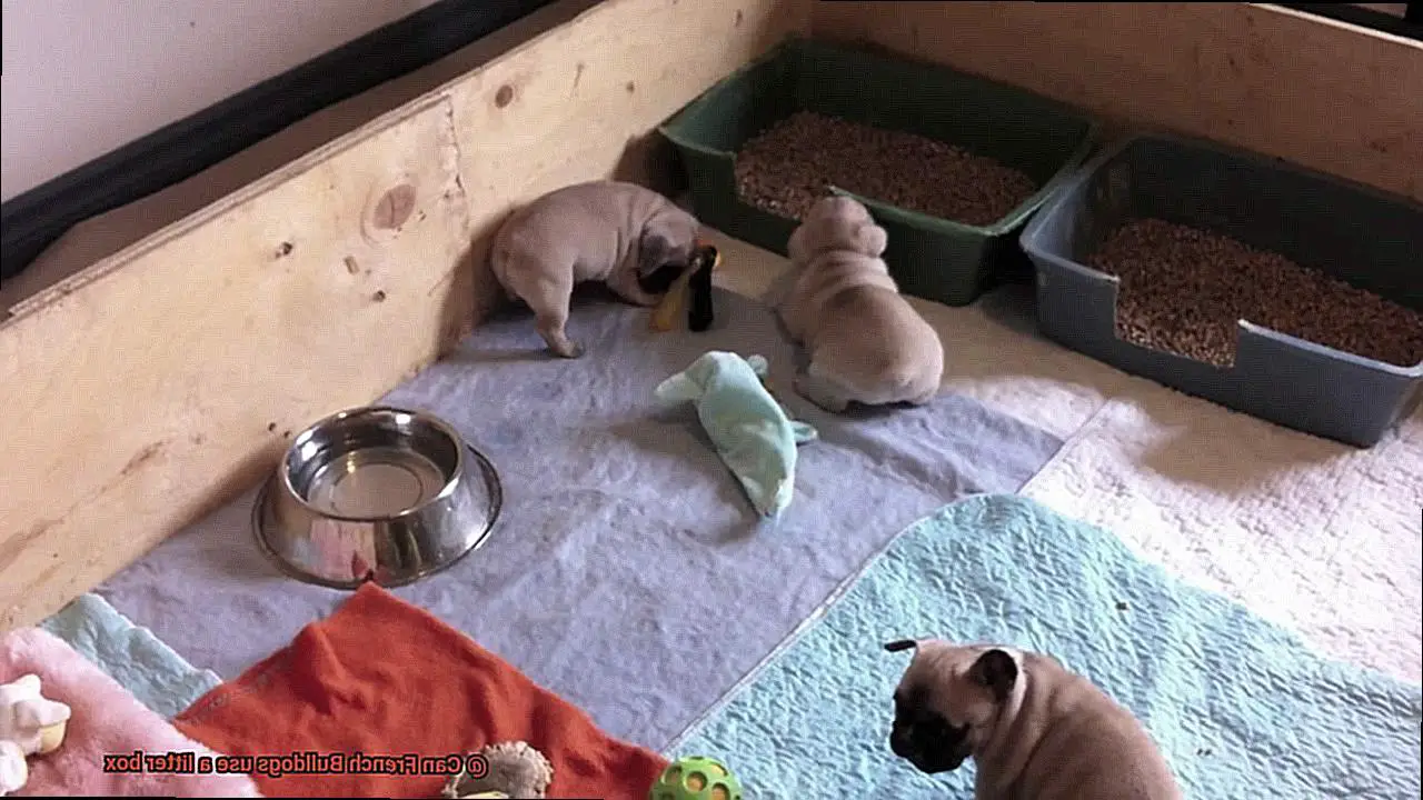 Can French Bulldogs use a litter box-4