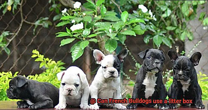 Can French Bulldogs use a litter box-2