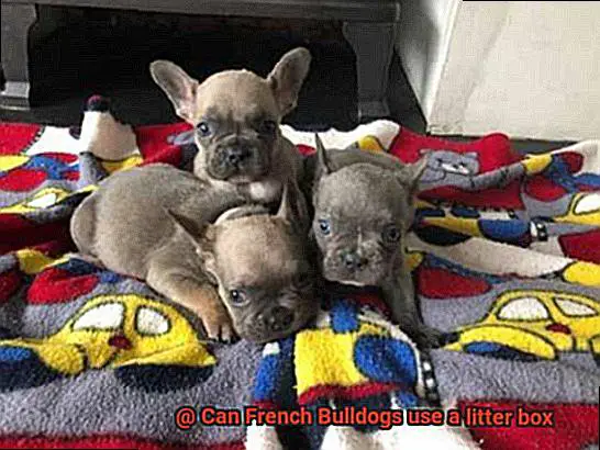 Can French Bulldogs use a litter box-5