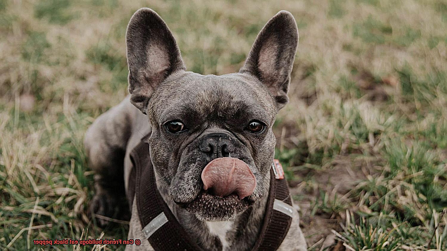 Can French bulldogs eat black pepper-4