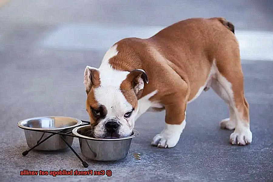 Can French bulldogs eat vanilla-3