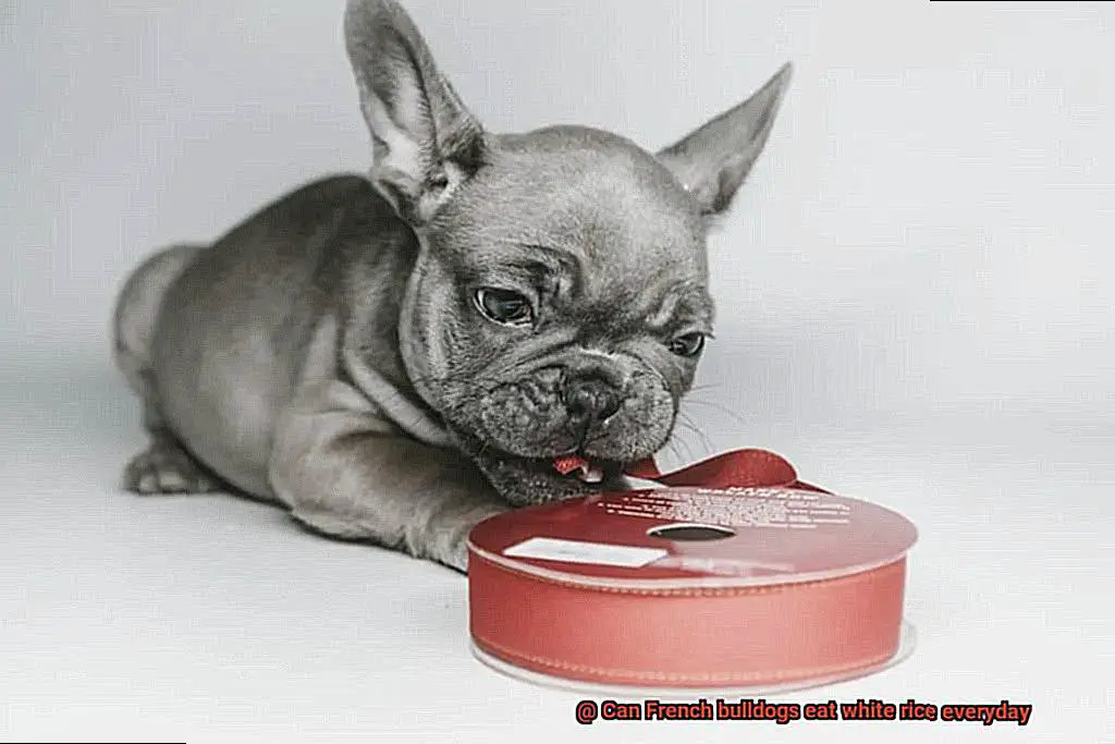 Can French bulldogs eat white rice everyday-4