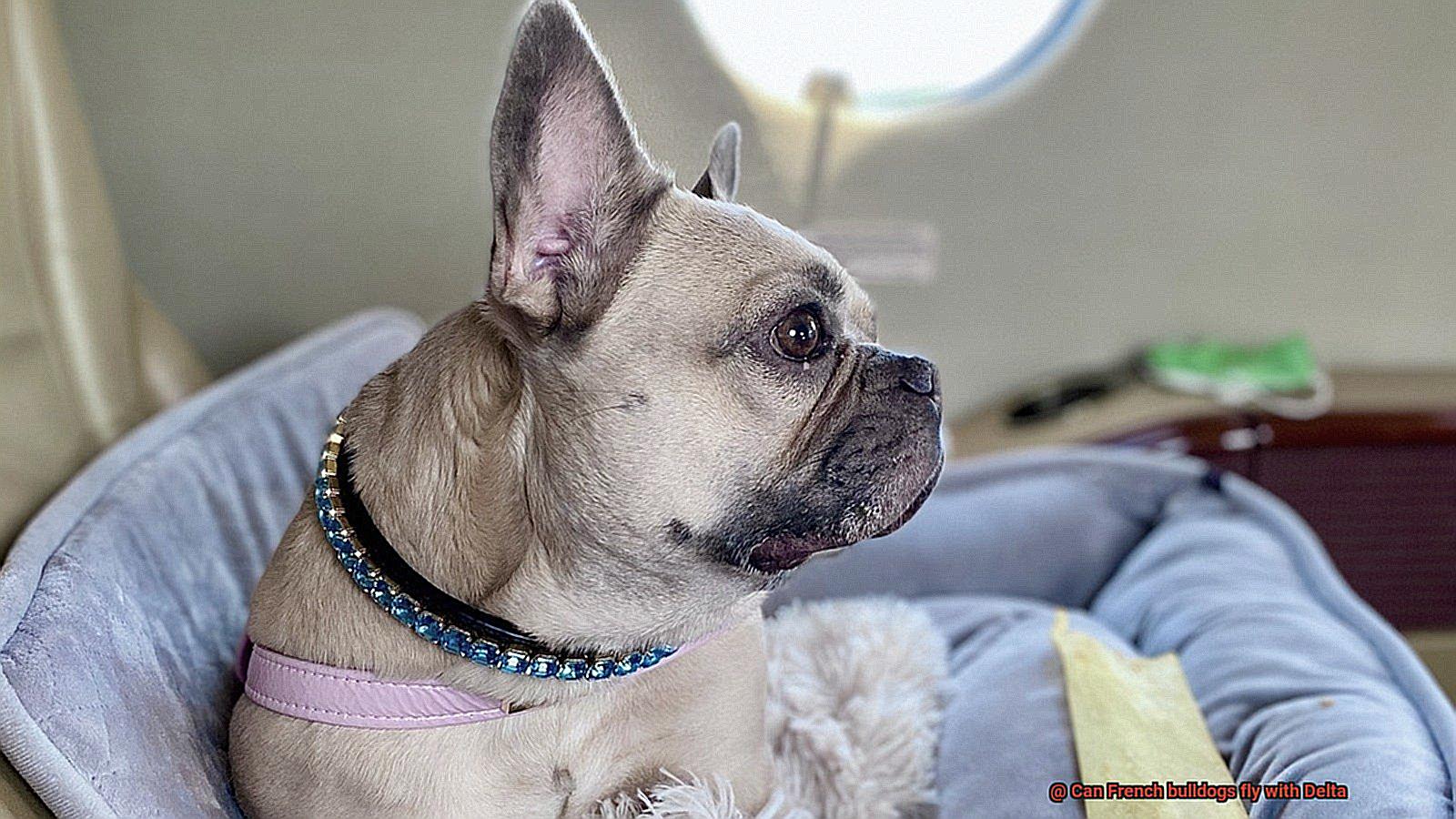 Can French bulldogs fly with Delta-4