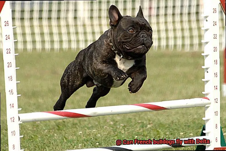 Can French bulldogs fly with Delta-3