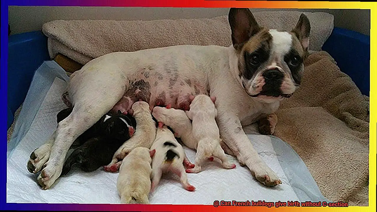 Can French bulldogs give birth without C-section-2