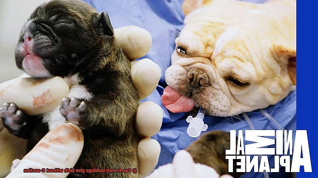 Can French bulldogs give birth without C-section-4