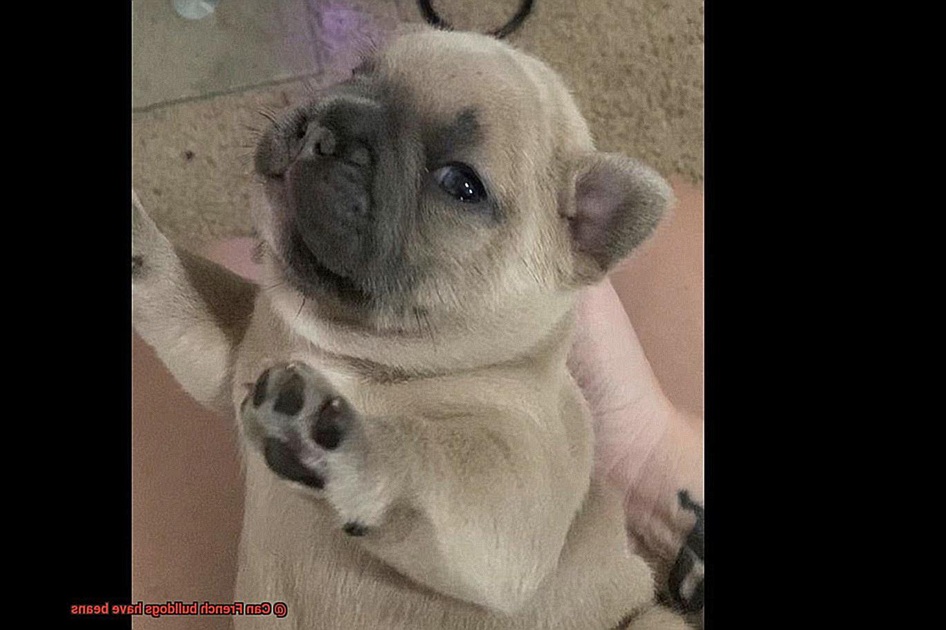 Can French bulldogs have beans-3