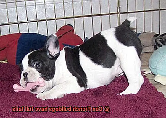 Can French bulldogs have full tails-2