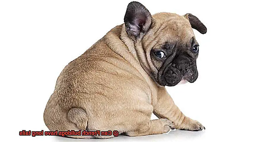 Can French bulldogs have long tails-2