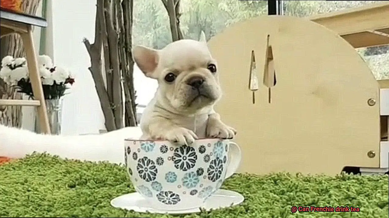 Can Frenchie drink tea-2