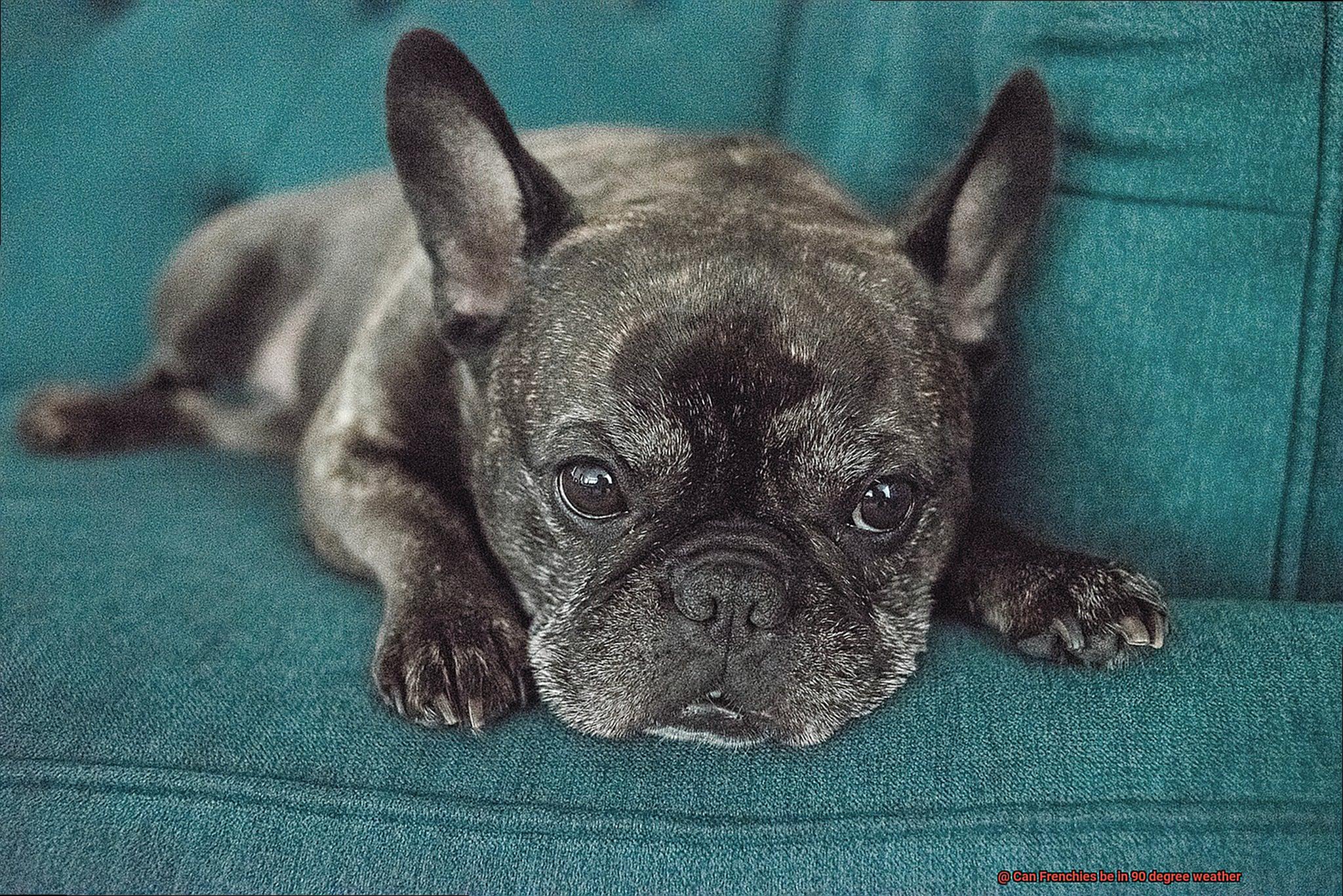 Can Frenchies be in 90 degree weather-4