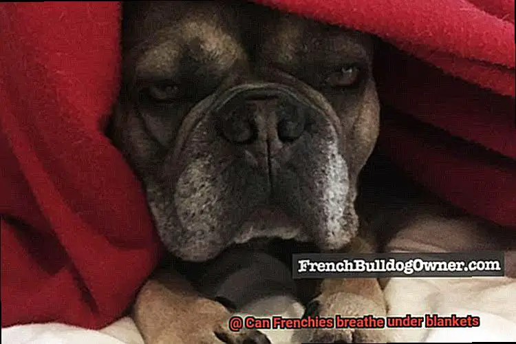 Can Frenchies breathe under blankets-2