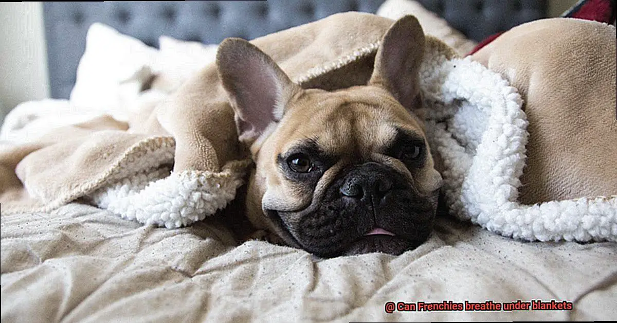 Can Frenchies breathe under blankets-3