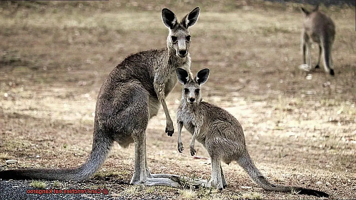 Can Frenchies eat kangaroo-4