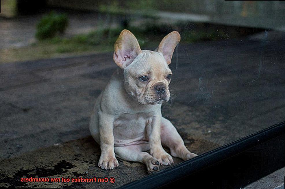 Can Frenchies eat raw cucumbers-4