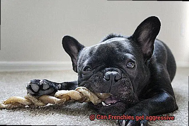 Can Frenchies get aggressive-3