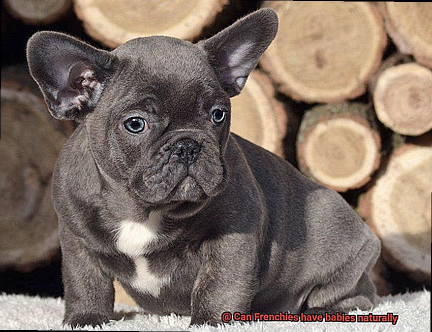 Can Frenchies have babies naturally-5