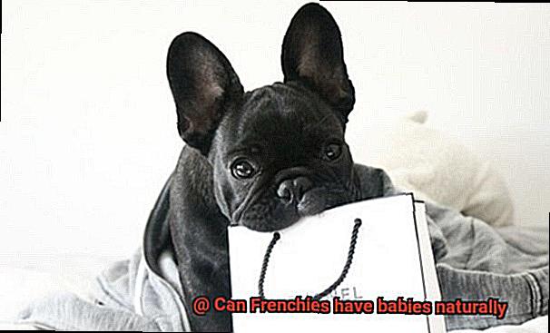 Can Frenchies have babies naturally-2